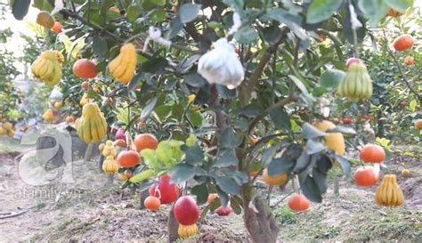 Unique Garden Of Multi Fruit Trees In Hanoi News Vietnamnet