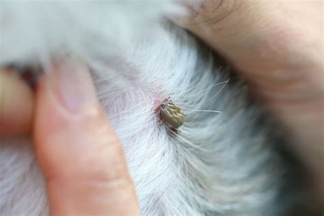 Ticks Animal Poisons Helpline