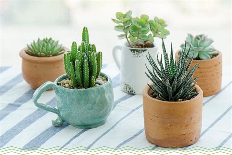 11 Adorable Mini Succulents Uses Growing Tips Proflowers Blog