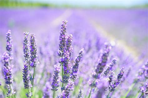 Hd Wallpaper Purple Lavender Flower Field Lavender Blossom Violet