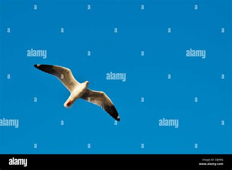 Seagull Flying Over Clear Blue Sky Stock Photo Alamy