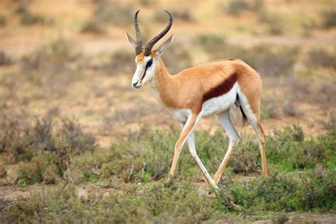 Antelope Animal Facts Wikipoint Wiki Point