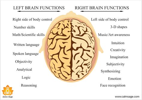 Left Brain Vs Right Brain Whats The Difference