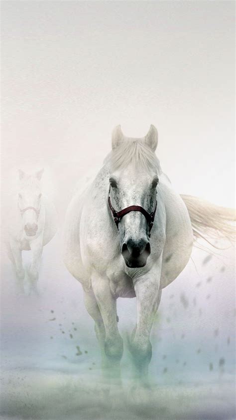 Horse Hd Mobile Wallpapers Wallpaper Cave