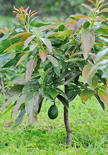 Organic Avocado Plant Color Green At Rs 150 Piece In Nashik Id