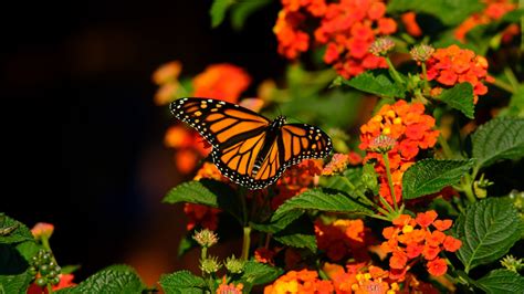 Download Wallpaper 2560x1440 Monarch Butterfly Butterfly