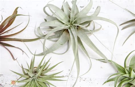 What Type Of Air Plant Do I Have Identify And Care For Common Varieties
