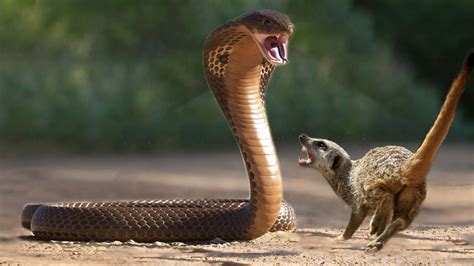 Meerkat Vs King Cobra When The Old Snake Nemesis Meets The King Of