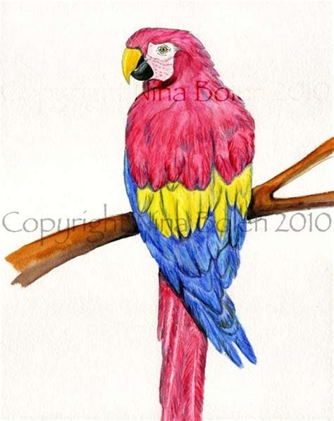 Original Watercolor Painting Scarlet Macaw Parrot By Bolenart