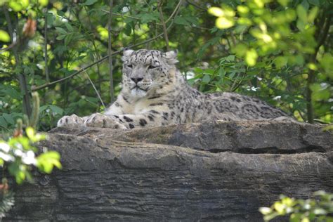 Snow Leopard At Marwell Zoo Snow Leopard At Marwell Zoo Flickr