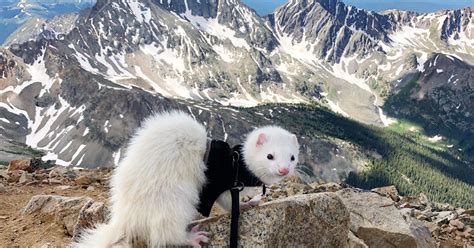 Oliver The Hiking Ferret Has Summited 11 Of Colorados Peaks
