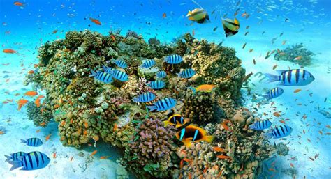 Underwater Scene With Exotic Fishes And Coral Reef Of The Red Sea Stock