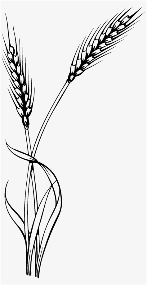 Download High Quality Wheat Clipart Stalk Transparent Png Images Art