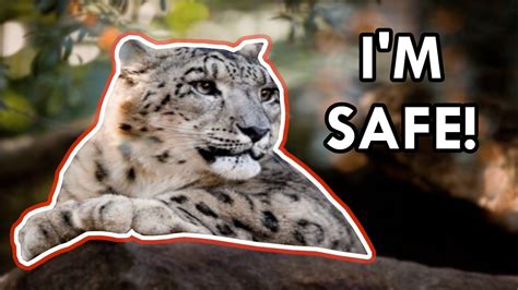 Saving The Snow Leopard From Extinction Youtube