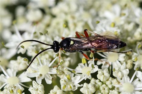 Ichneumon Wasp Flickr Photo Sharing