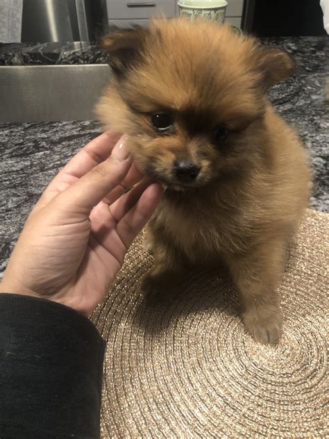 Please check back frequently or sign up for our mailing list to get timely updates. Pomeranian Puppies For Sale | Dallas, TX #324636 | Petzlover