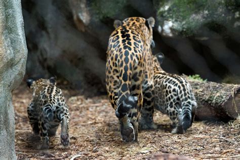Houston Zoo Showing Off Adorable Jaguar Cubs