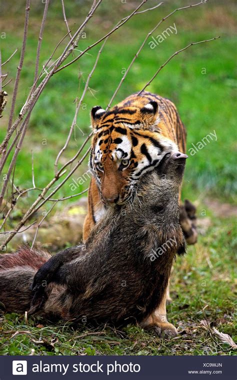 Siberian Tiger Panthera Tigris Altaica With A Kill A Wild Boar Stock