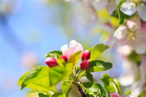 Apple Blossoms Over Blurred Nature Background Spring Flowers Stock
