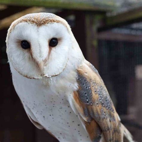 Barn Owl Facts The Owls Trust