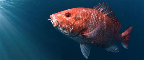 Poisonous Red Fish Ciguatera Fish Poisoning Toxin Test And Symptoms