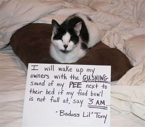 Catsparella Cat Shaming Website Exposes Feline Misdeeds