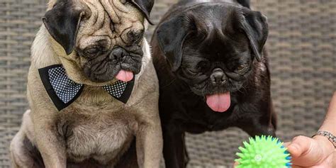 Do Pugs Fetch And The Best Way To Teach Them Black Pug Site