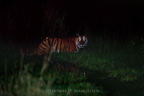 Burning Bright — Bengal Tiger By Thomas D Mangelsen