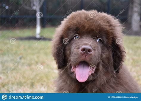 Clueless Looking Brown Newfie Puppy Dog With A Tongue Out Stock Photo