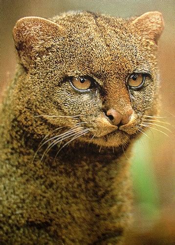 A Jaguarundi Is A Texas Animal That Has Become Endangered They Have A