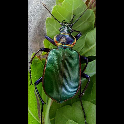 They provide animal disposal, bug spraying, rodent control, and termite control. Slideshow: Winning Photo and Finalist Entries from - PCT ...