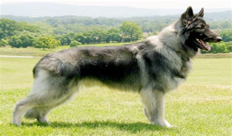 Shiloh Shepherd Breed Facts And Information Petcoach