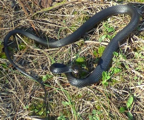 42 Types Of Snakes In South Carolina With Photos 6 Are Venomous