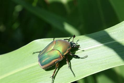 Green June Beetles Everything You Need To Know Eathappyproject