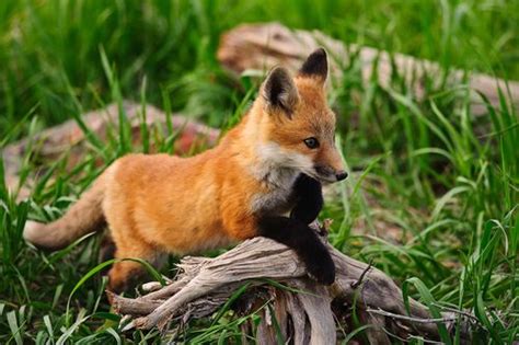 Cute Baby Fox On A Driftwood Pile Wonderous Wildlife