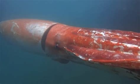 Video Japanese Diver Swims With Giant Squid Outdoorhub