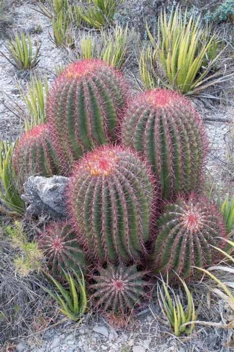 I know you're just here to learn about propagating prickly pear cactus pads. Mexican Fire Barrel Cactus (Ferocactus pilosus) | Cactus ...