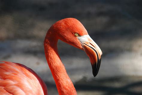 Red Flamingo · Free Stock Photo