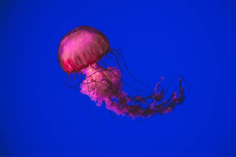 1920x1080 1920x1080 Jellyfish Jelly Aquarium Coolwallpapersme