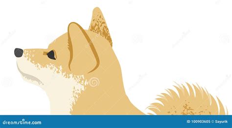 Shiba Inu Face Close Up Side View Stock Vector Illustration Of White