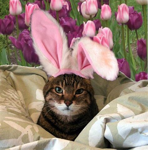 Great Images The Easter Cat