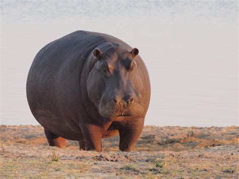 When Hippos Are Angry Their Sweat Turns Red The Declaration