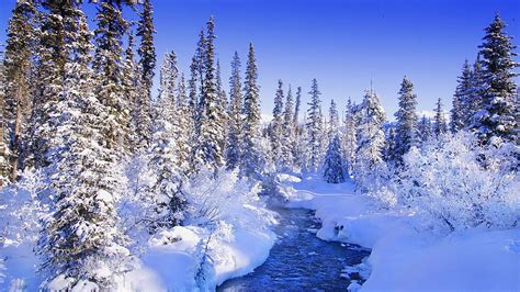 Fur Trees Trees Snow River Snowdrifts Bushes Hoarfrost Full