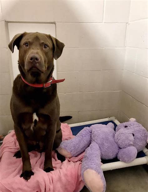 Shelters Posts About A Chewed Up Dog Toy Read Like An