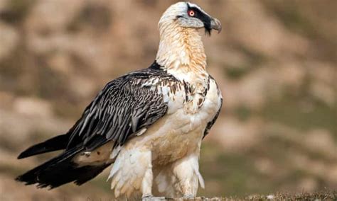 Rare Bearded Vulture Chick Born In Picos De Europa Flies The Nest