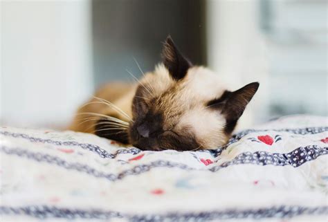 Find out what to expect and what you can do for your new feline friend. Understanding Your Sleepy Cat