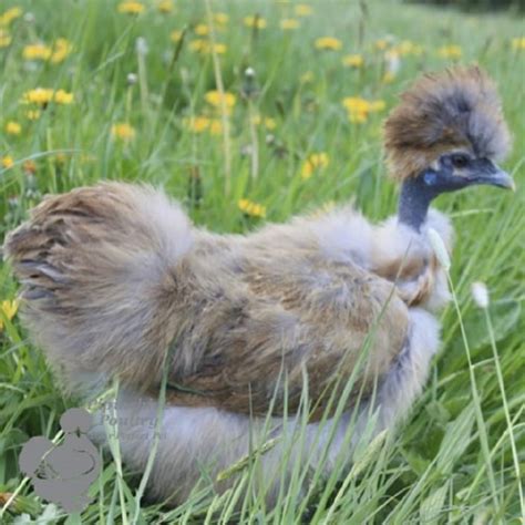 Showgirl Silkies For Sale Buy Show Girl Silkie Chickens Online UK