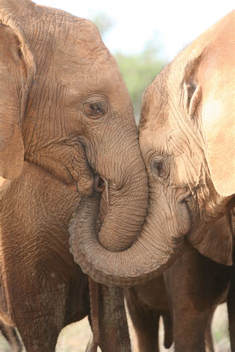 Heres Sinya And Lesanju Both Orphans At The Voi Reintegration Centre Showing Their Love For