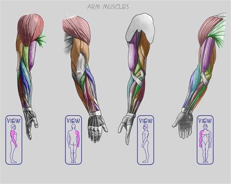 Pin By Dmitry Preobrazhensky On Hands Anatomy Reference Arm Anatomy