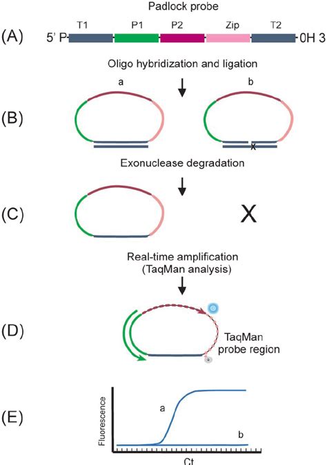 Schematic Representation Of Plp Ligation And Real Time Pcr To Quantify